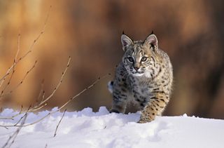 A bobcat stalking its prey in the snow