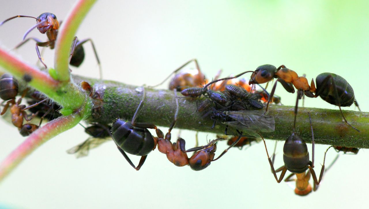 Ants and black aphids on a branch