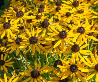 flowering rudbeckia in fall containers