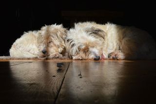 two dogs lying in a sunny spot