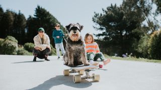 Dog on skateboard