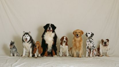 Breeds of Dogs Lined Up