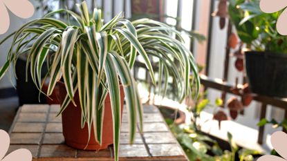 picture of a spider plant on top of a tiled surface in a greenhouse to suport a guide for how to care for a spider plant