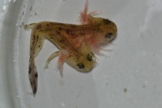 A two-headed salamander tadpole.