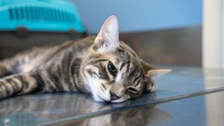 A sedated cat lying on a vet's table