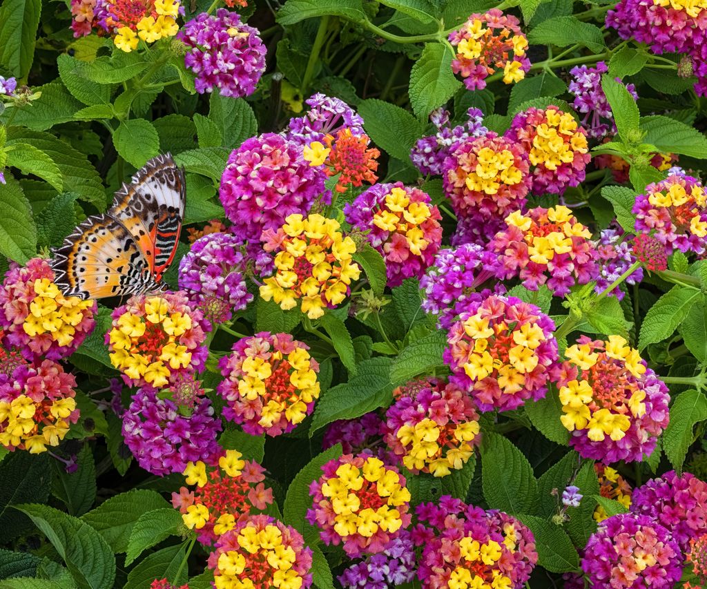 Expert tips for when and how to prune lantana plants | Homes & Gardens