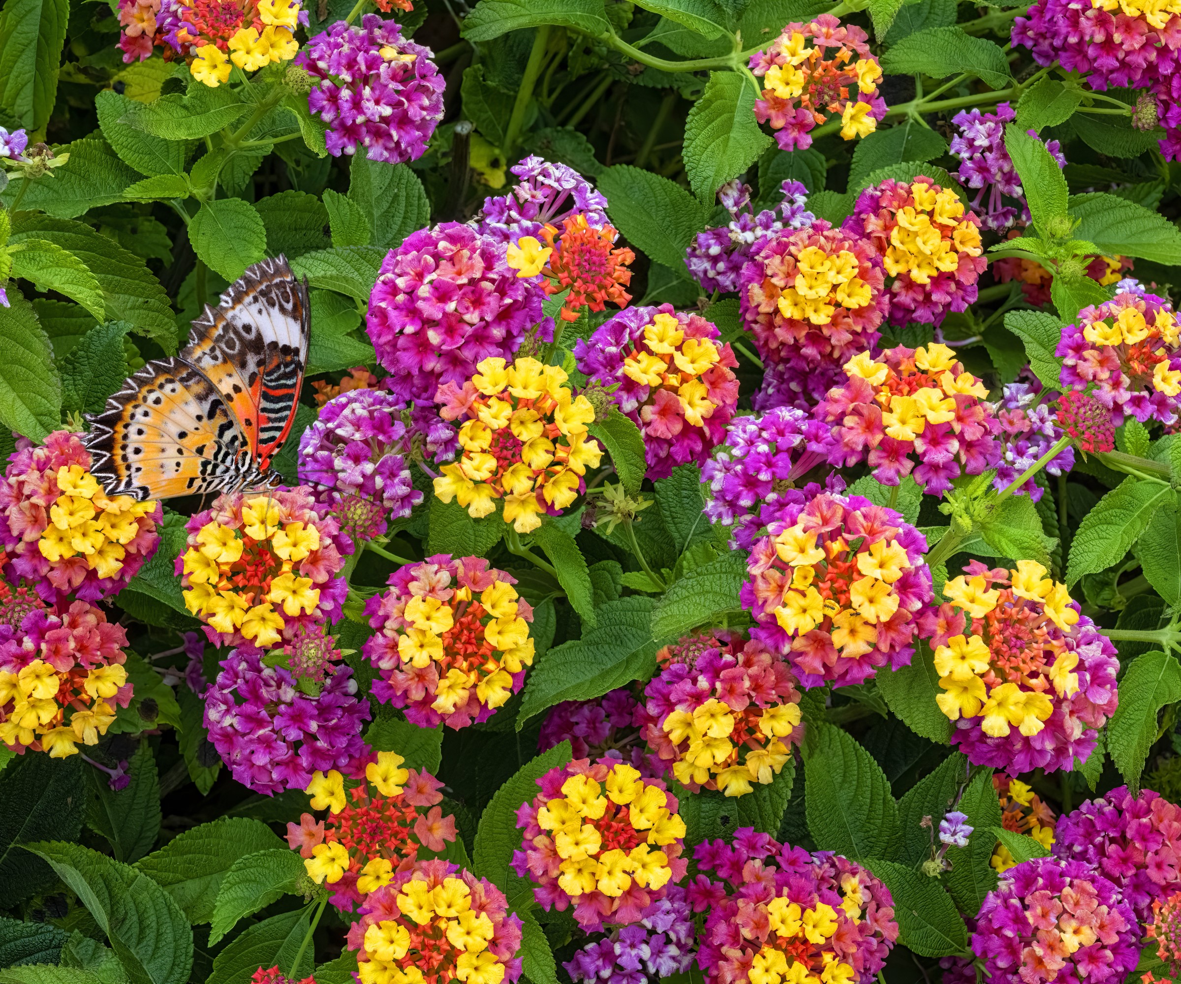 Expert tips for when and how to prune lantana plants | Homes & Gardens