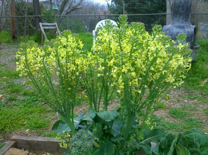Broccoli Plant Blooming Yellow Flowers
