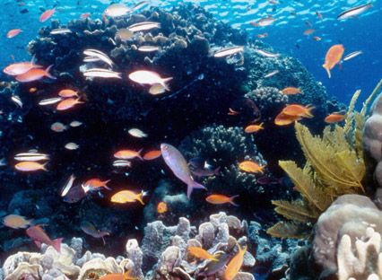 Great Barrier Reef, Australia