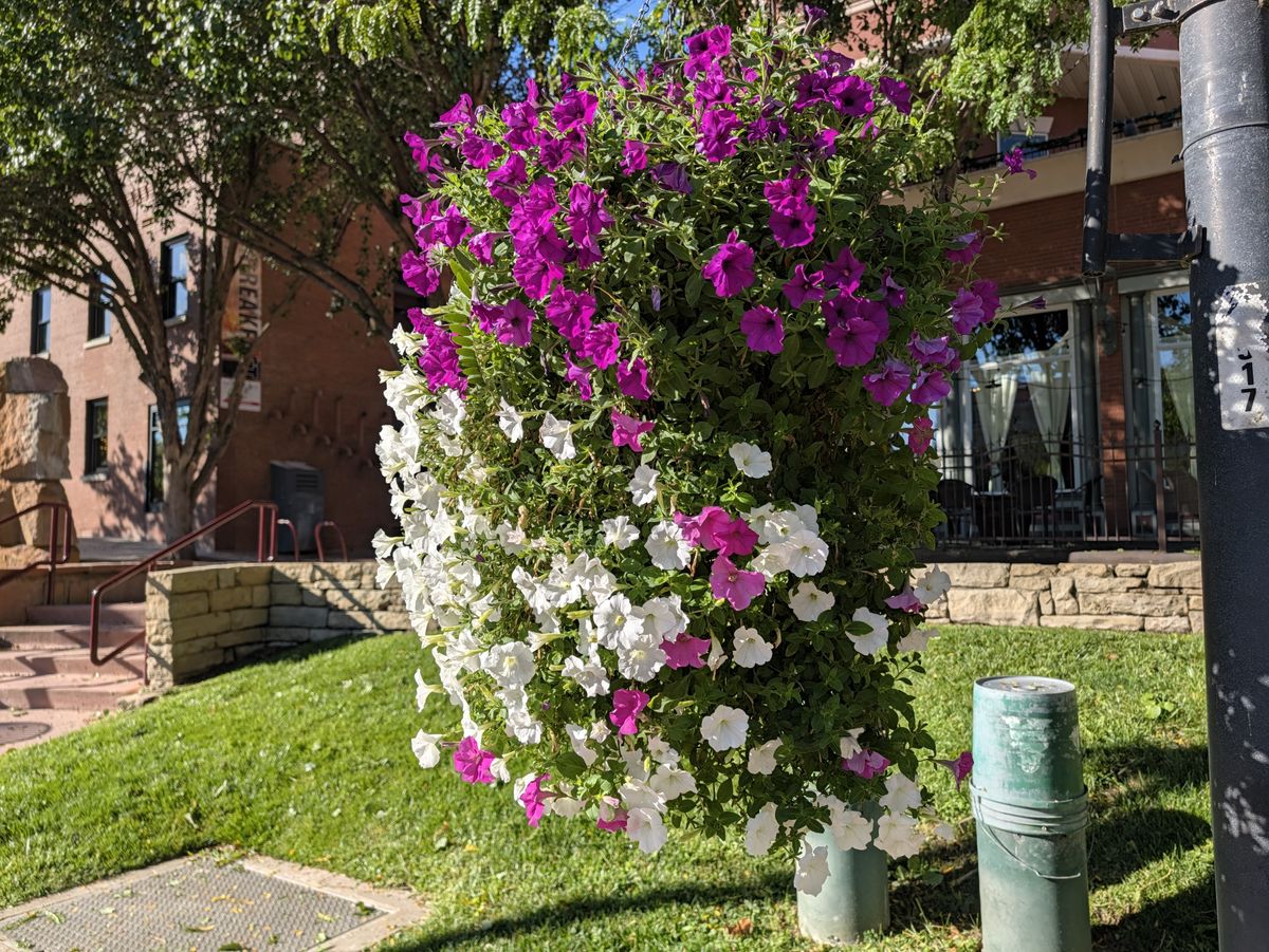 Google Pixel 11 Pro Camera Samples