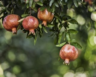 pomegranate fruit growing on tree