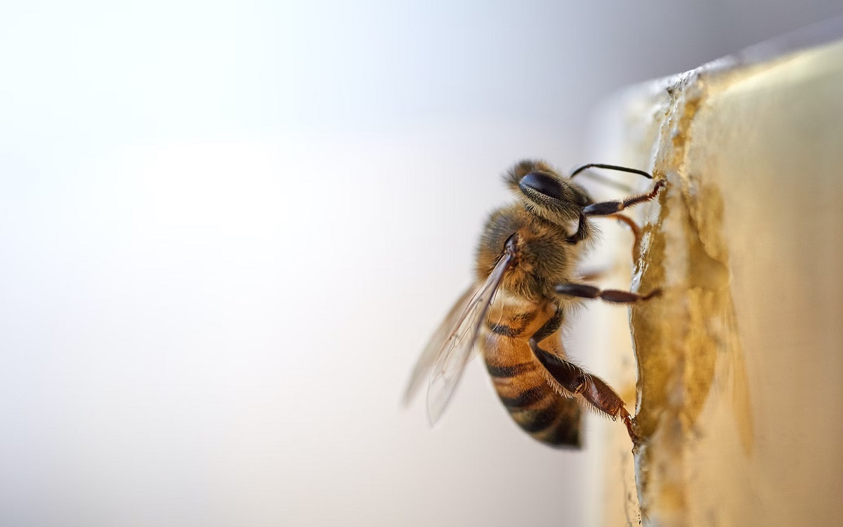 Abeille