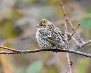 Pine siskin rests on branch