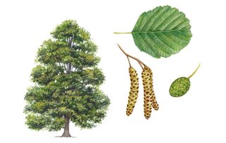 identifying british trees