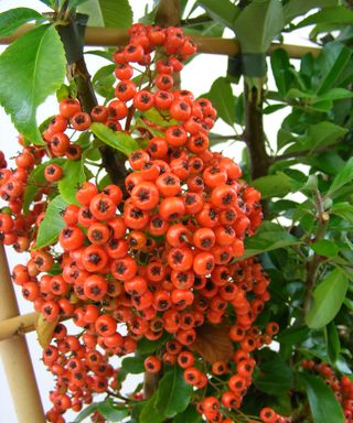 red berries on a pyracantha plant