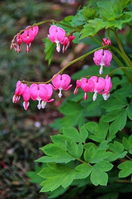 Pink Flowered Bleeding Heart Plant