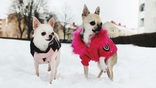 Chihuahuas wearing jackets to keep warm in the snow