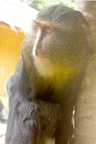 An adult male lesula, a newly-identified monkey species native to a limited area of central Democratic Republic of Congo. 