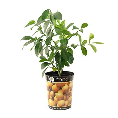 Live Meyer Lemon Tree