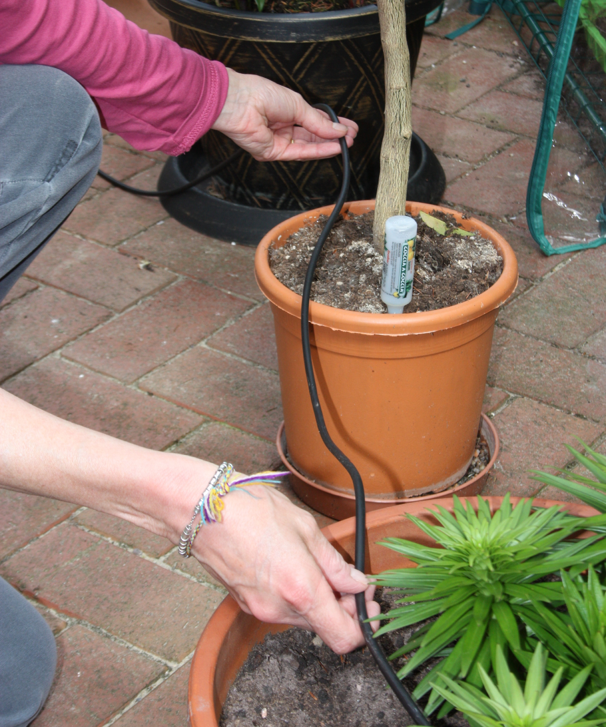 CONSTRUCTING A DRIP IRRIGATION SYSTEM for pots