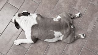french bulldog lying like frog