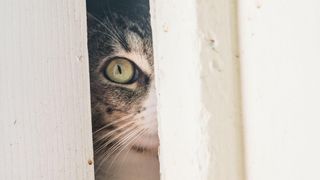 Cat peeking through gap in fence