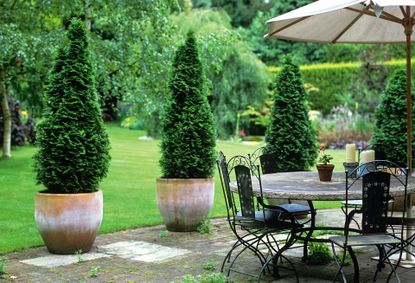 Sculptural conifer trees in pots next to patio seating area