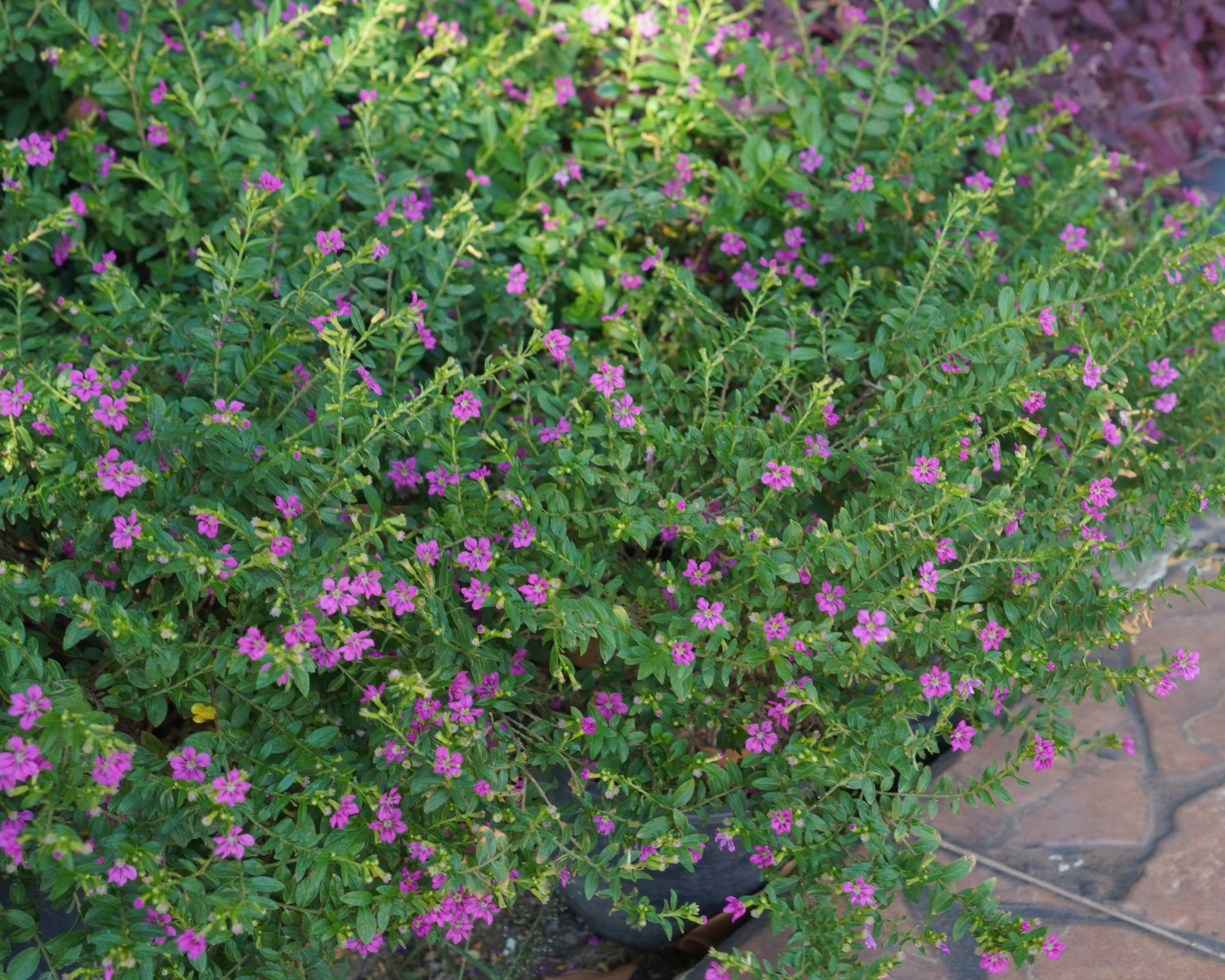 Flowering cuphea Mexican heather ground cover plant