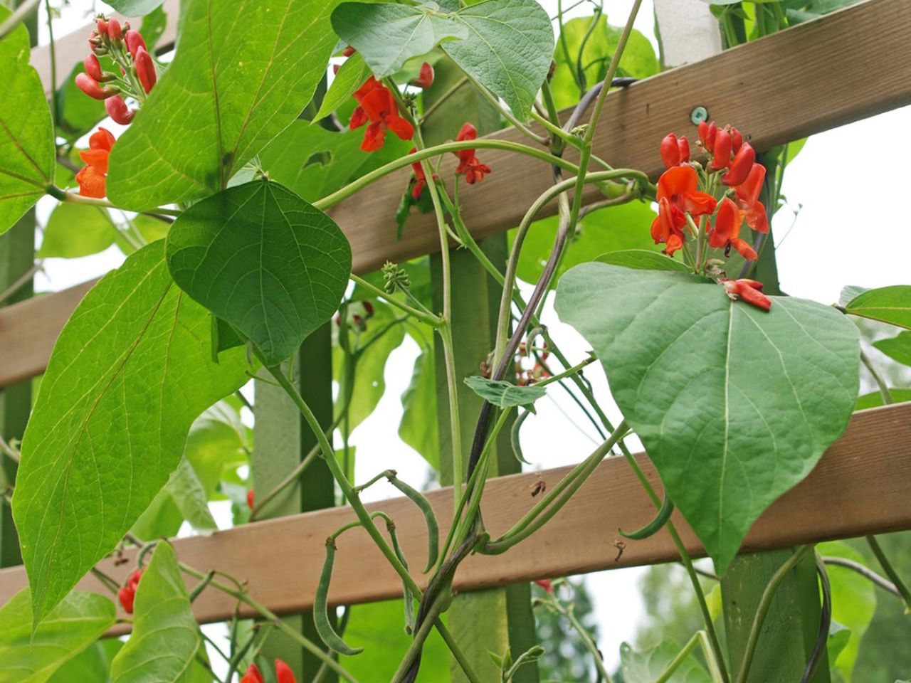 Red Flowered Vines Growing Around A Trellis