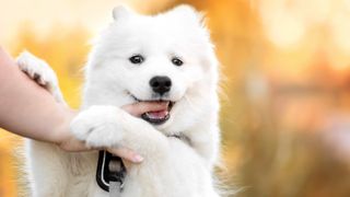 Samoyed breed profile