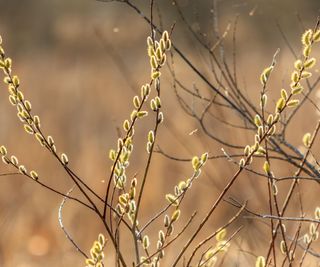 pussy willow with catkins