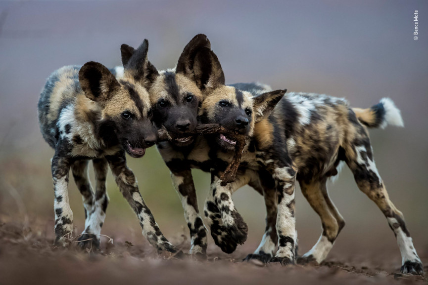 highly-commended-bence-mate-wildlife-photographer-of-the-year-1556647230-109V-column-width-inline