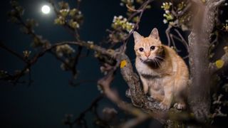 Cat in tree at night