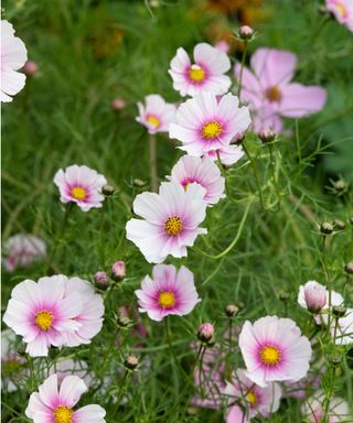 Cosmos bipinnatus ‘Daydream’