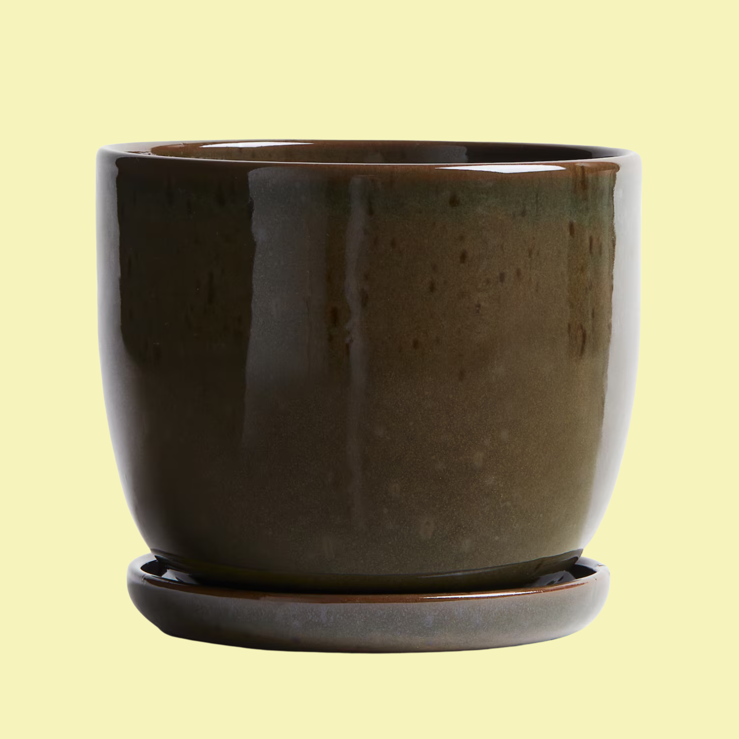 A dark khaki green plant and saucer