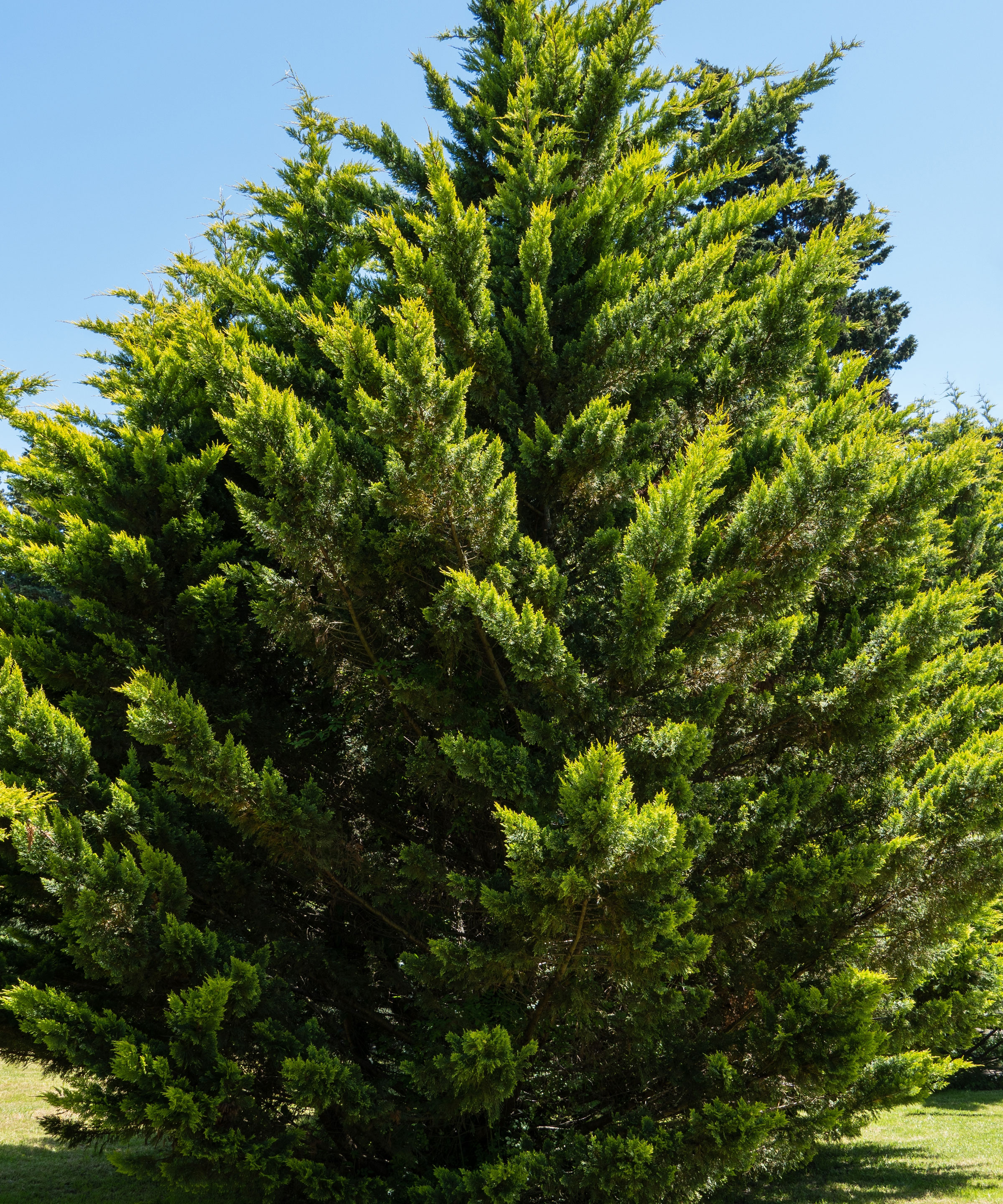 Arizona cypress tree growing in garden
