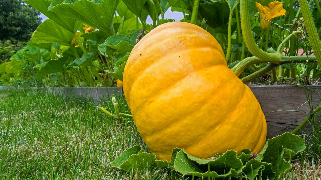 A large pumpkin on the vine