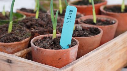 terracotta pots of garlic in wooden box with label