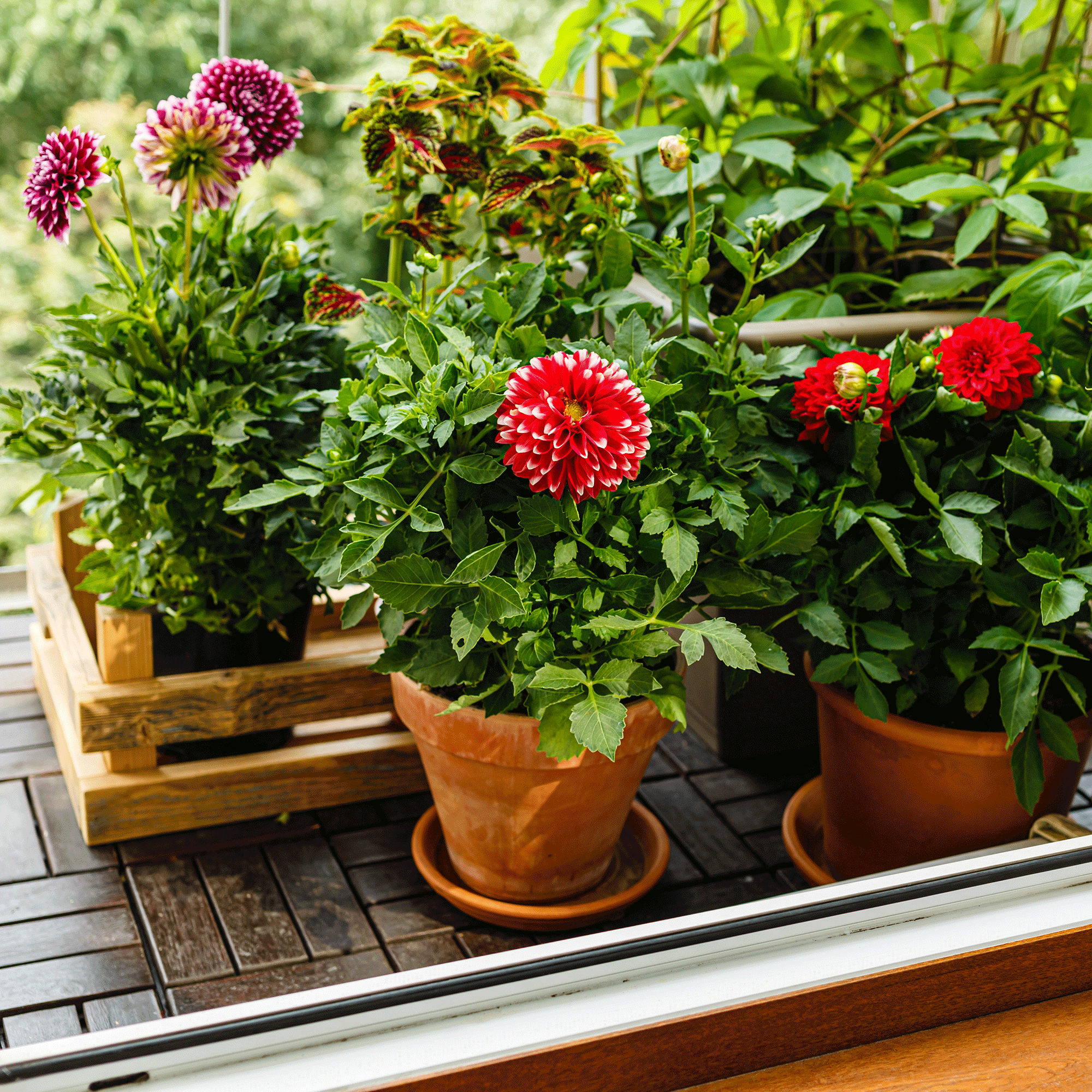 Dahlia in container 