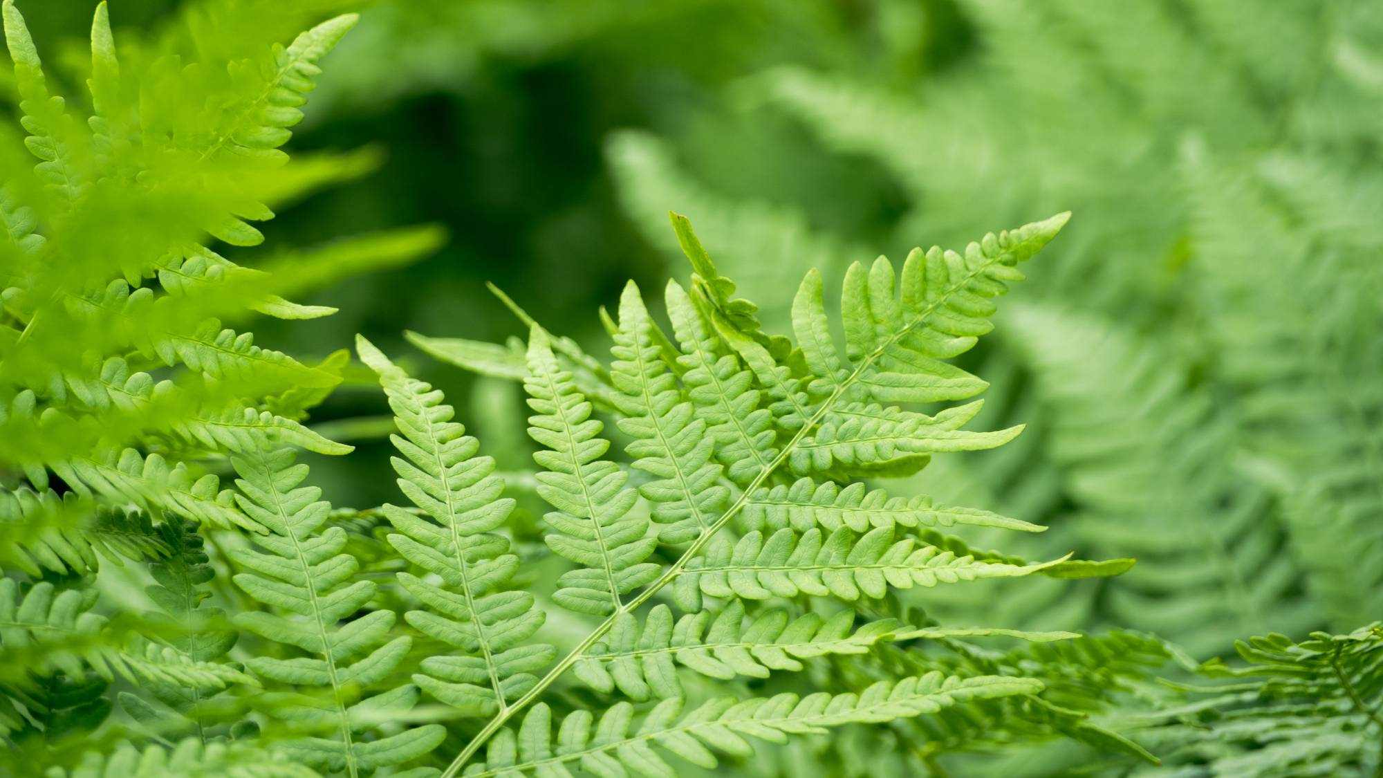 Lush green fern fronds