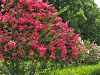 A blooming crape myrtle tree