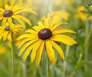 Black eyed susan flowers