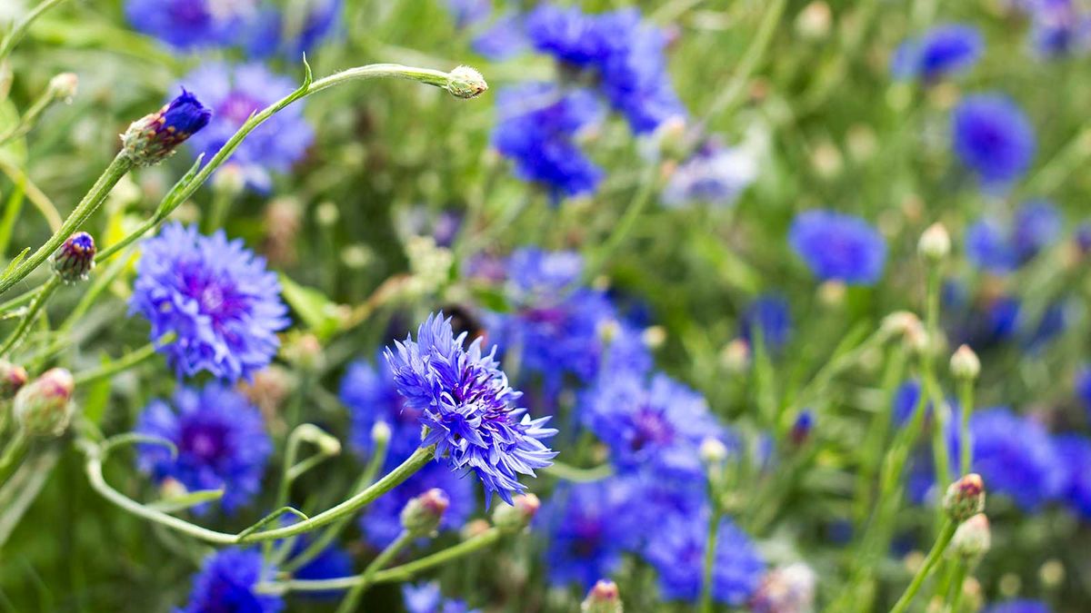 Easiest flowers to grow from seed – 8 beautiful blooms to sow this spring