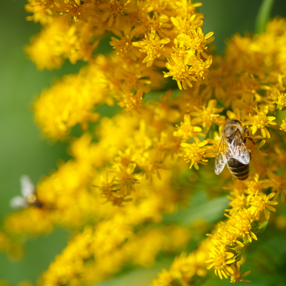 Bees collecting nectar on bright yellow flowers of Canadien goldenrod (Solidago canadensis) in sunny summer natural meadow - stock photo