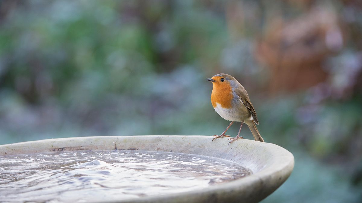 How to Give a Bird a Bath: Easy Steps for Happy, Healthy Birds