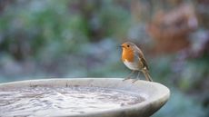 Robin on a frozen bird bath on a cold frosty morning in an English garden