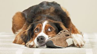 Dog eating shoe