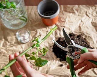 Prune rose stems to prepare for potting.