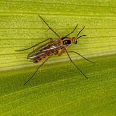 Adult Fungus Gnat of the Family Mycetophilidae