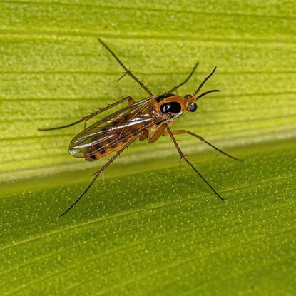 Adult Fungus Gnat of the Family Mycetophilidae